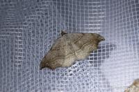 Laspeyria flexula
