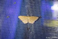 Idaea ochrata