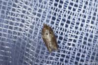 Scoparia ambigualis