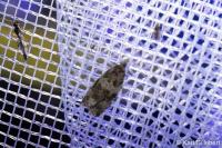 Celypha lacunana