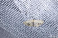 Idaea dimidiata