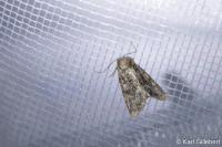 Oligia strigilis/versicolor