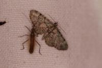 Pasiphila rectangulata
