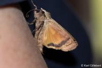 Noctua pronuba