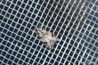 Eudonia delunella
