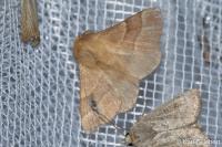 Malacosoma neustria
