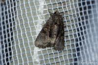 Oligia latruncula