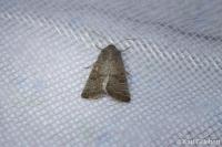 Hoplodrina ambigua