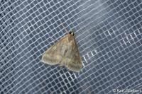 Ostrinia nubilalis
