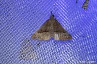 Hypena proboscidalis