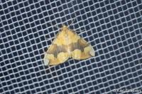 Cidaria fulvata