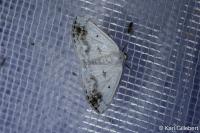 Lomographa temerata