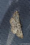 Peribatodes rhomboidaria
