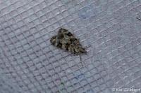 Eudonia delunella