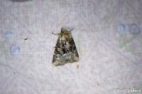 Oligia strigilis/versicolor