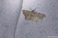 Hypomecis punctinalis