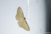 Idaea humiliata
