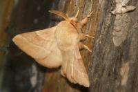 Malacosoma neustria