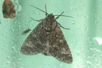 Acronicta megacephala