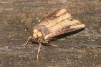 Axylia putris