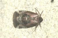 Elaphria venustula