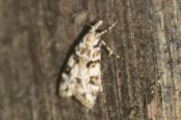 Eudonia delunella