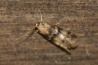 Euzophera pinguis