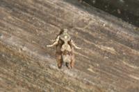 Zeiraphera isertana