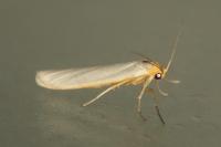 Eilema caniola
