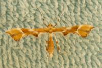 Cnaemidophorus rhododactylus