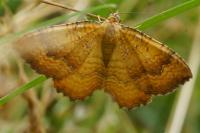 Camptogramma bilineata