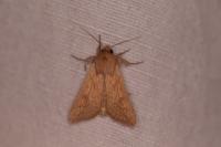 Mythimna vitellina