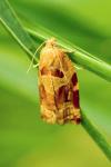 Archips xylosteana
