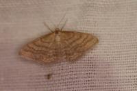Idaea ochrata