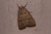 Charanyca trigrammica