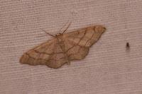 Idaea aversata