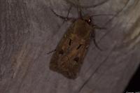 Agrotis exclamationis exclamationis
