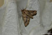 Conisania luteago olbiena