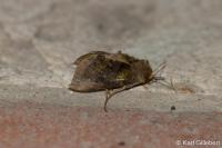 Diachrysia chrysitis