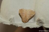 Malacosoma neustria