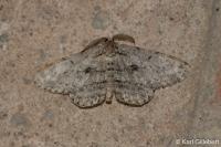 Hypomecis roboraria
