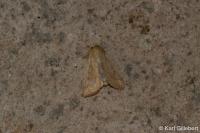 Mythimna vitellina
