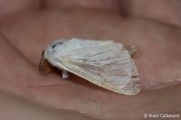 Leucoma salicis