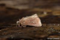Mythimna albipuncta