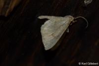 Gandaritis pyraliata