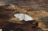 Idaea humiliata
