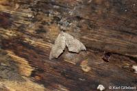 Laspeyria flexula