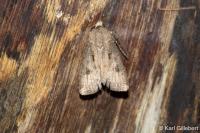 Agrotis exclamationis