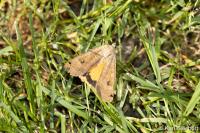 Noctua pronuba
