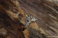 Oligia strigilis/versicolor